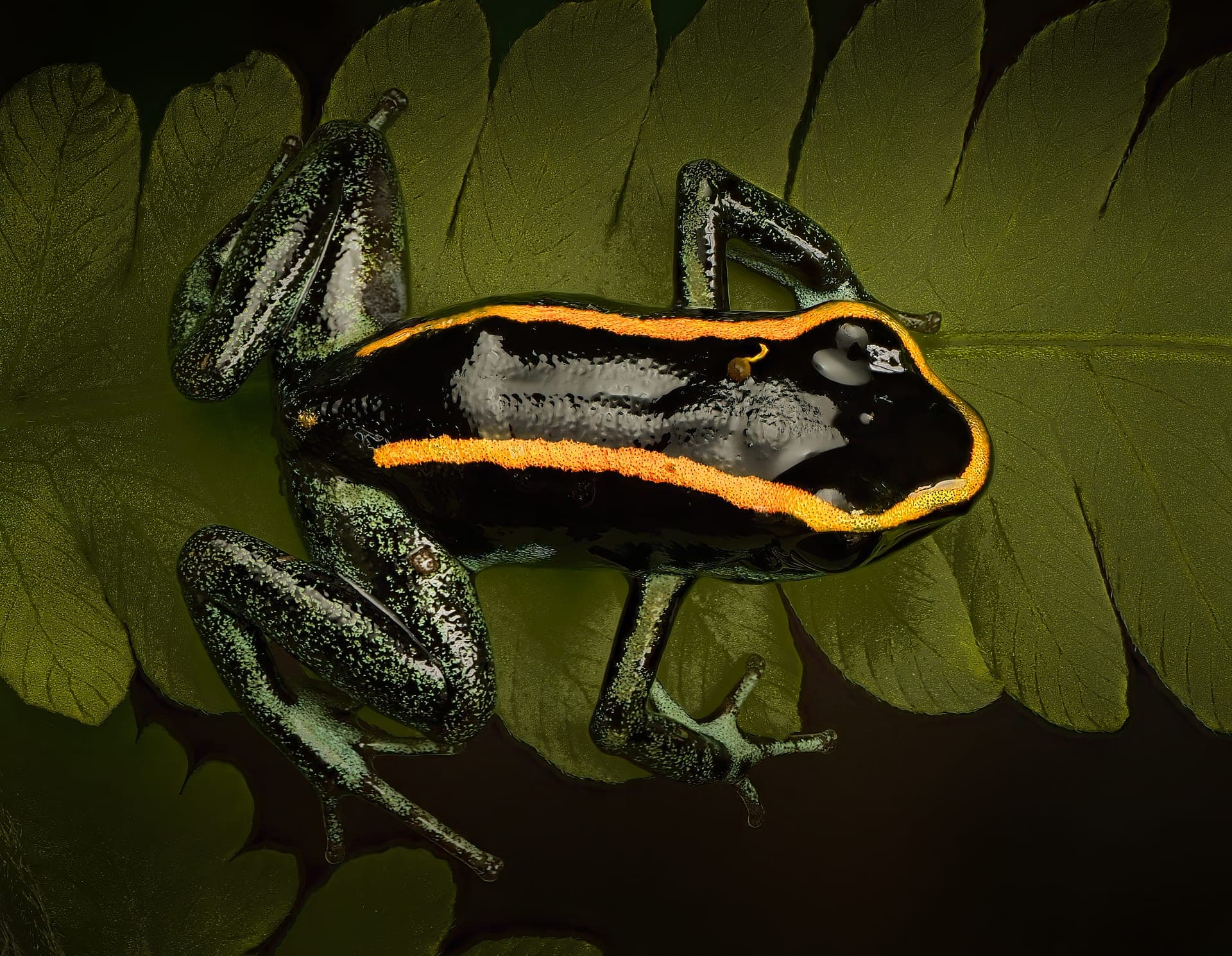 Dart frog overhead, macro photograph from the osa peninsula