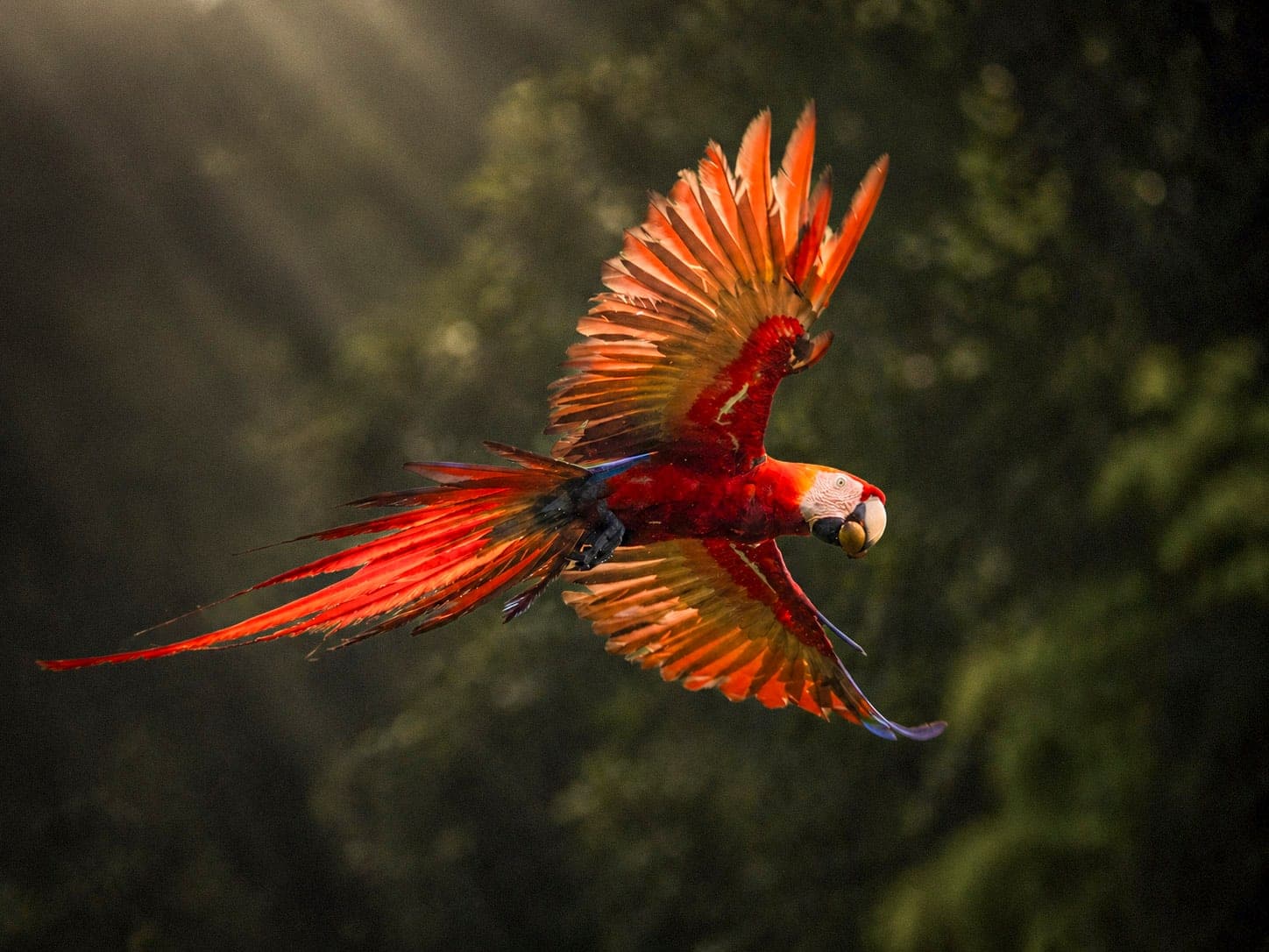 Scarlet macaw in rainforest canopy, osa peninsula, costa rica