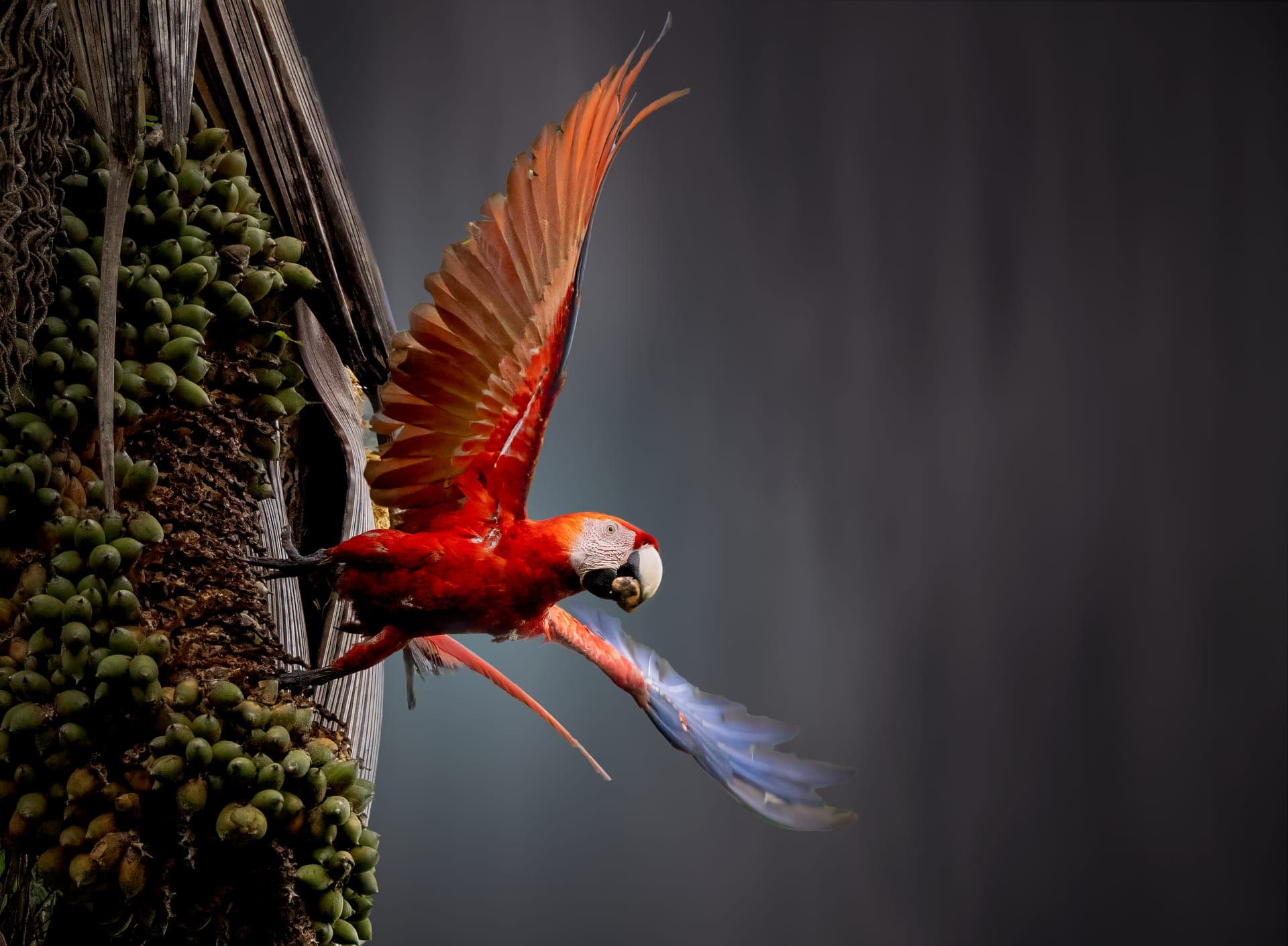Scarlet macaw in rainforest canopy, osa peninsula, costa rica