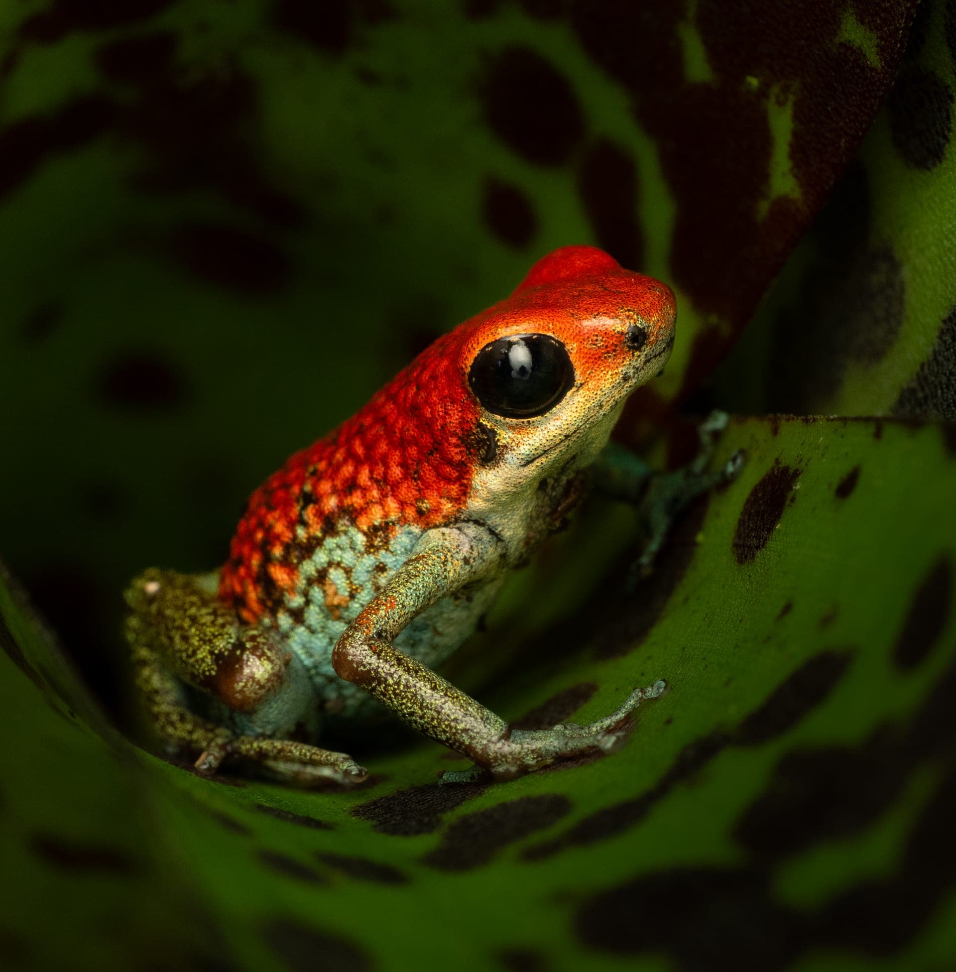 Granular poison dart frog, macro photograph from the Osa Peninsula