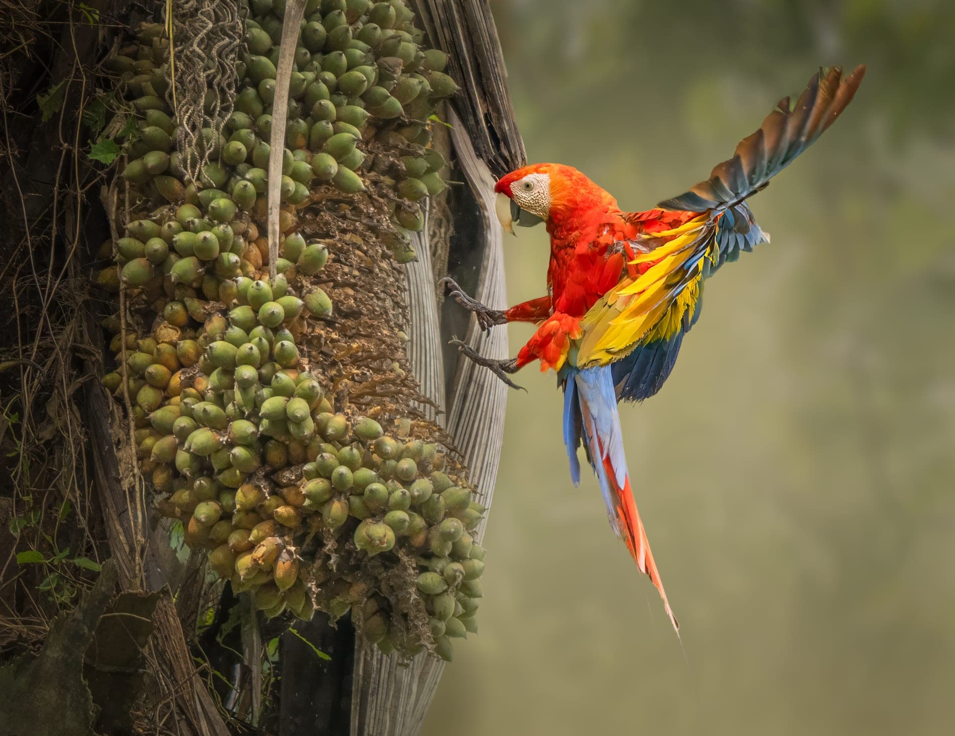 Scarlet macaw in rainforest canopy, osa peninsula, costa rica