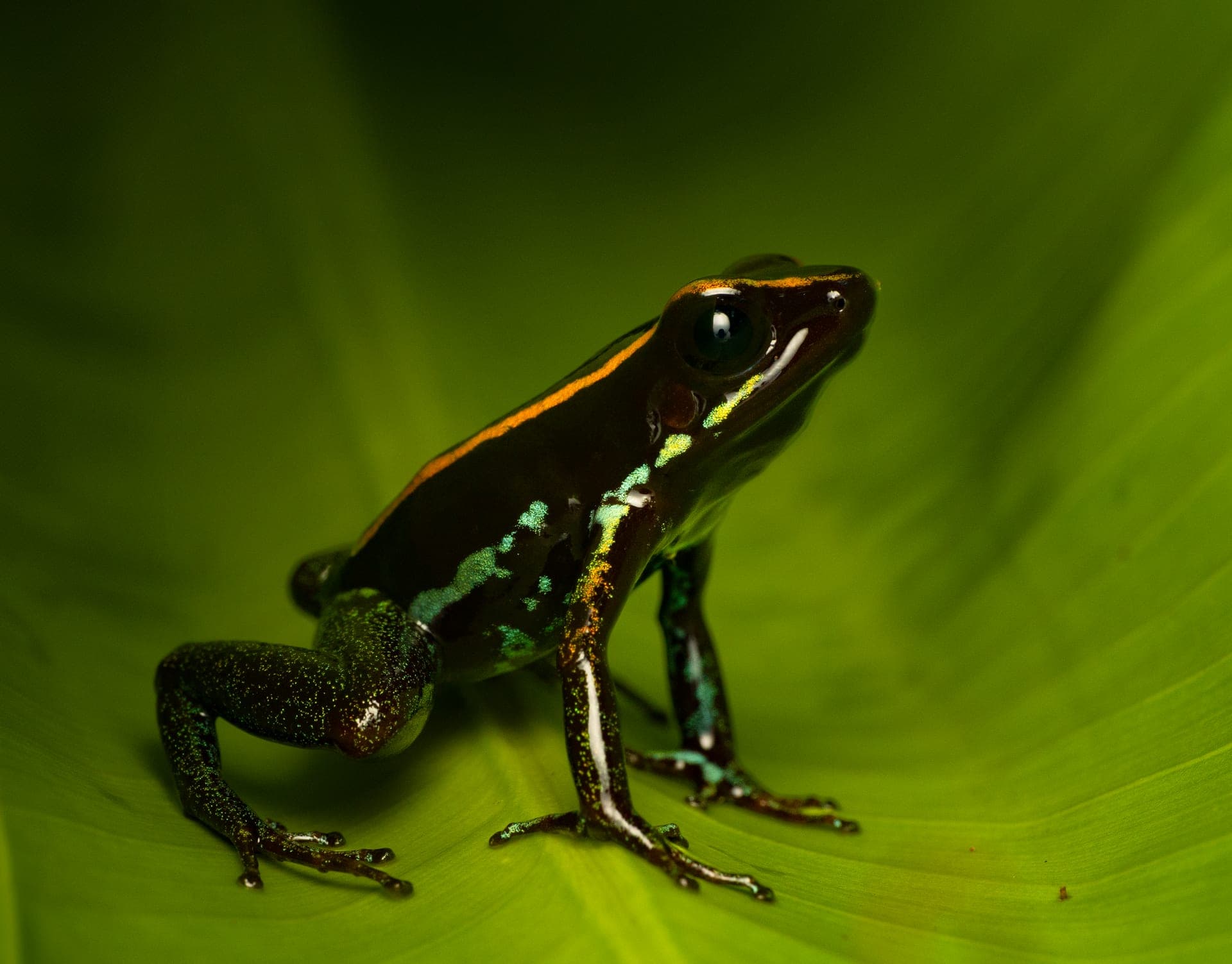 Gulfo dulce poison dart frog, macro photograph from the Osa Peninsula
