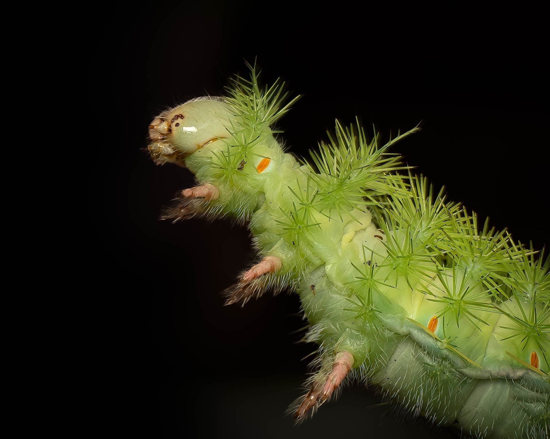 Caterpillar, macro photograph from the Osa Peninsula
