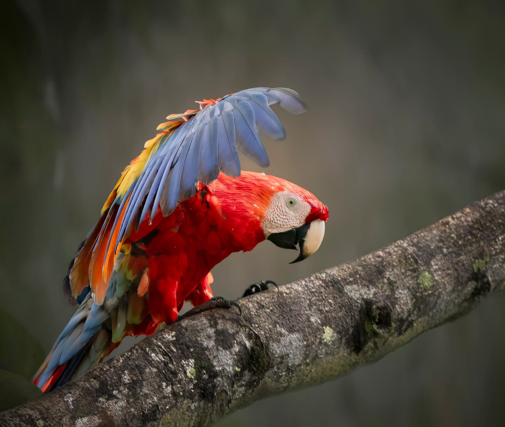 Scarlet Macaw