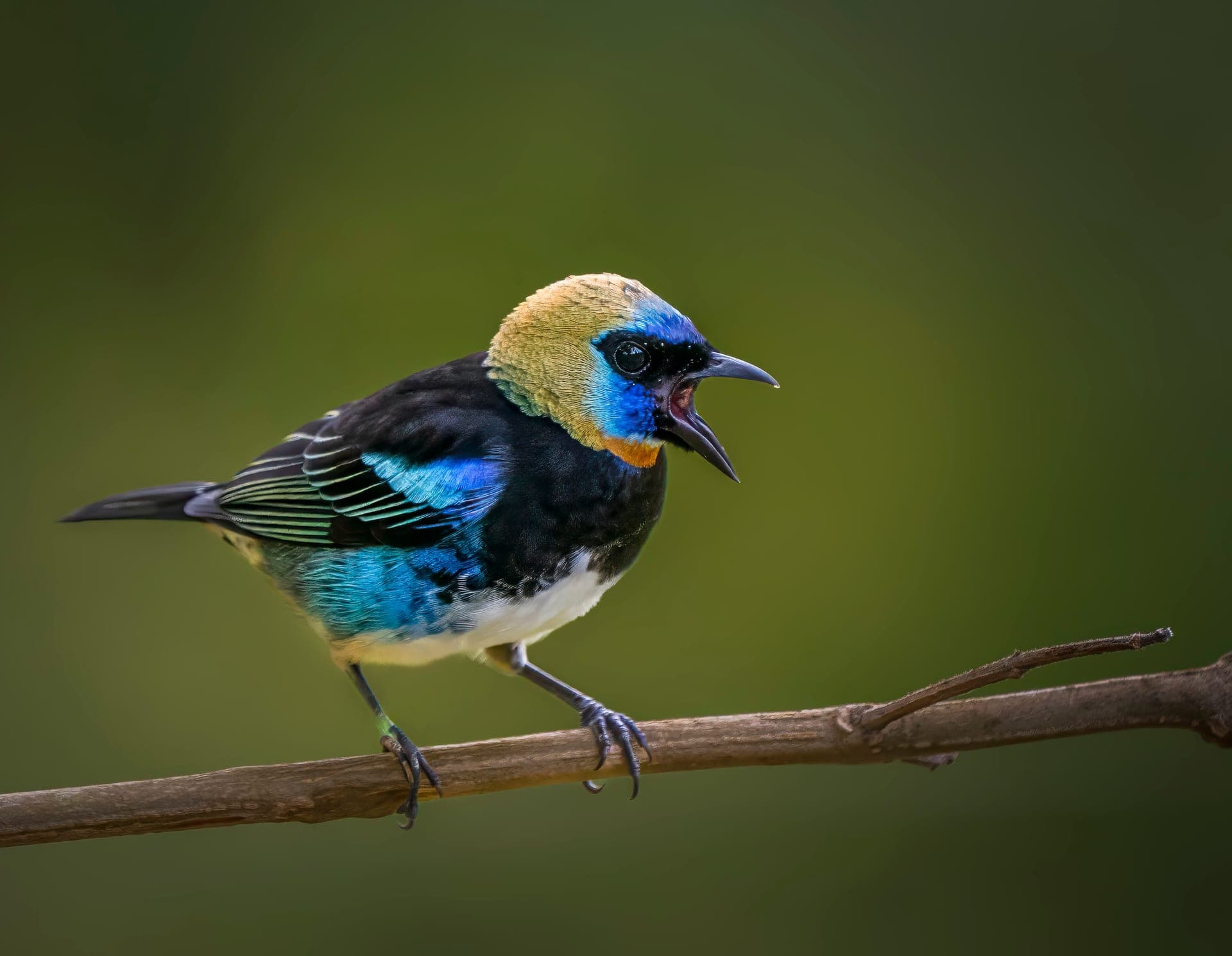 Golden-hooded tanager in rainforest canopy, osa peninsula, costa rica