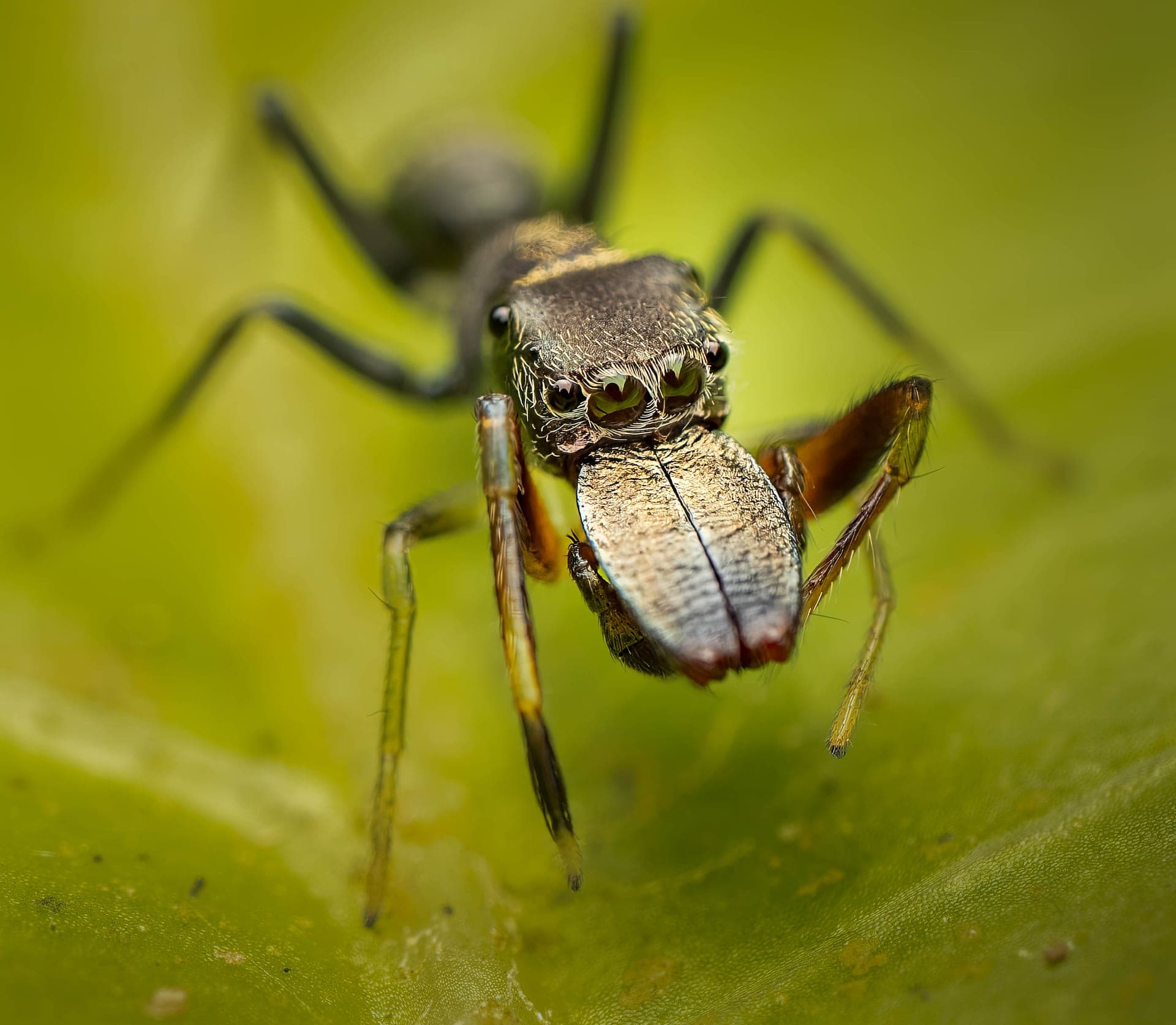 Ant mimicking spider, macro photograph from the Osa Peninsula