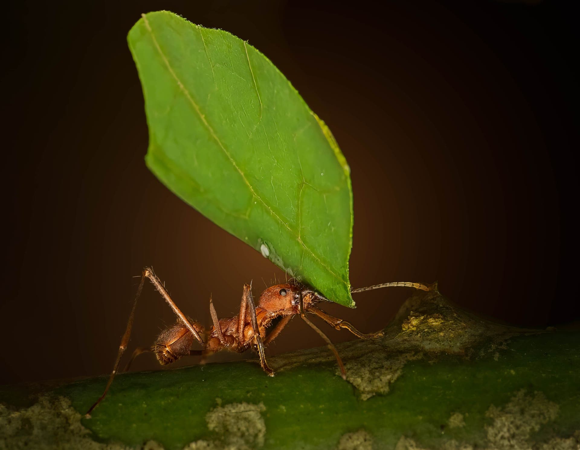 Leaf cutter ant, macro photograph from the Osa Peninsula