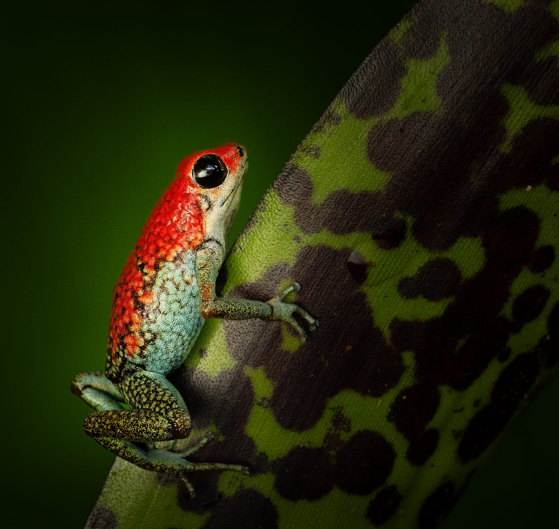 Granular poison dart frog, macro photograph from the Osa Peninsula
