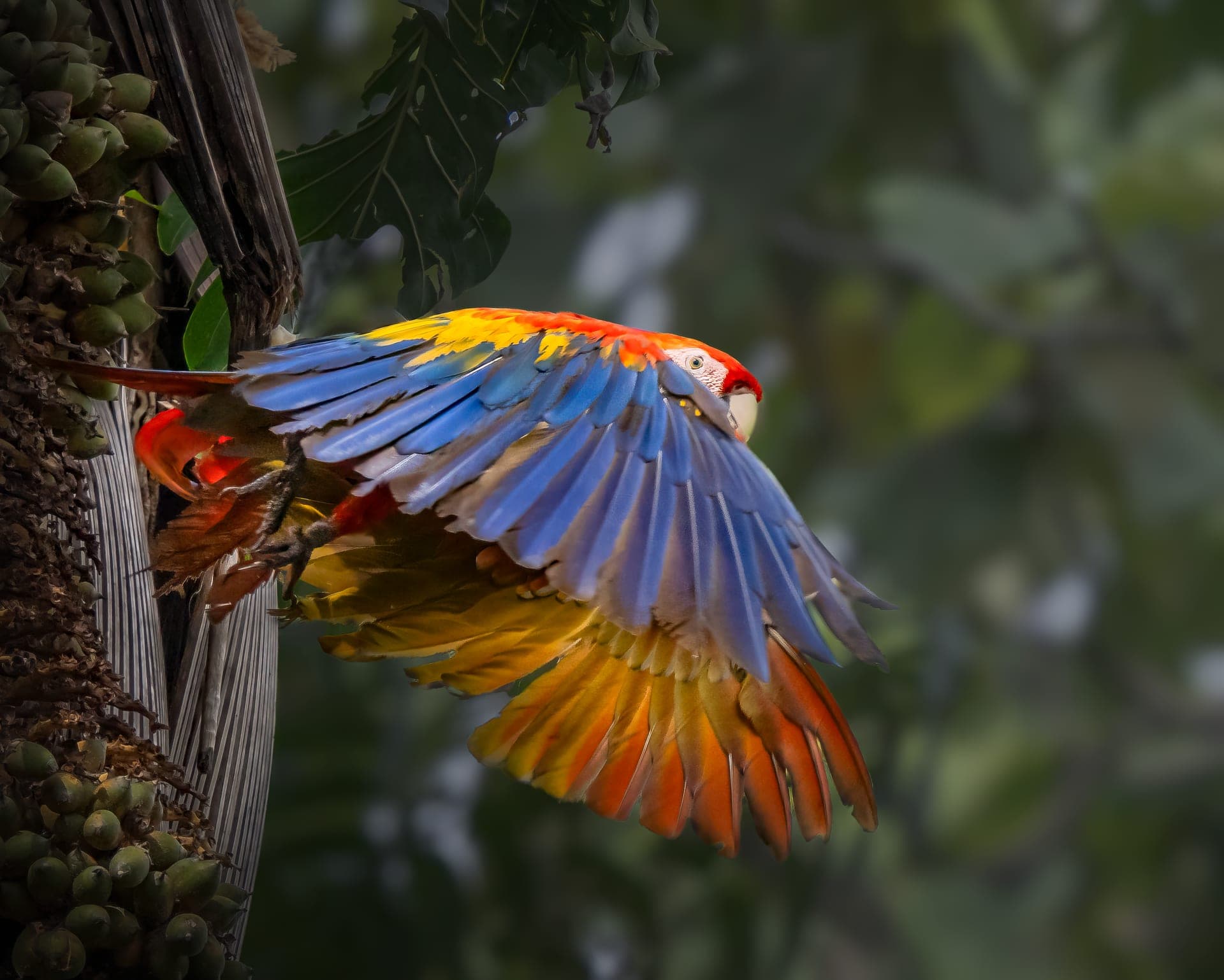 Scarlet macaw in rainforest canopy, osa peninsula, costa rica