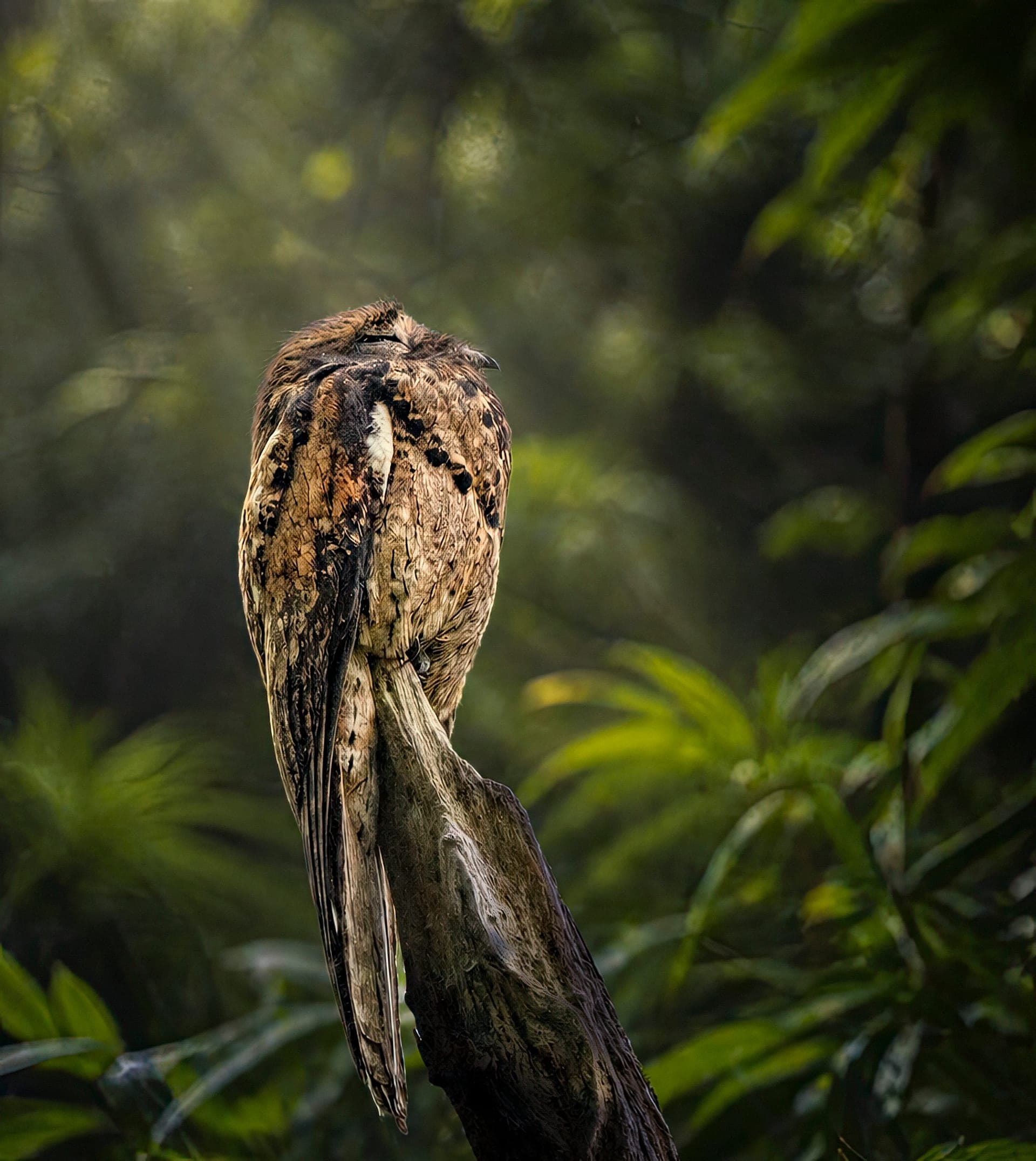 Common potoo in rainforest canopy, osa peninsula, costa rica
