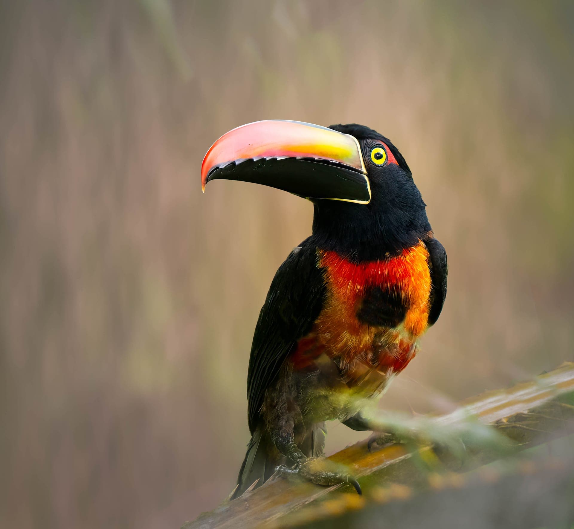 Fiery-billed aracari in rainforest canopy, osa peninsula, costa rica