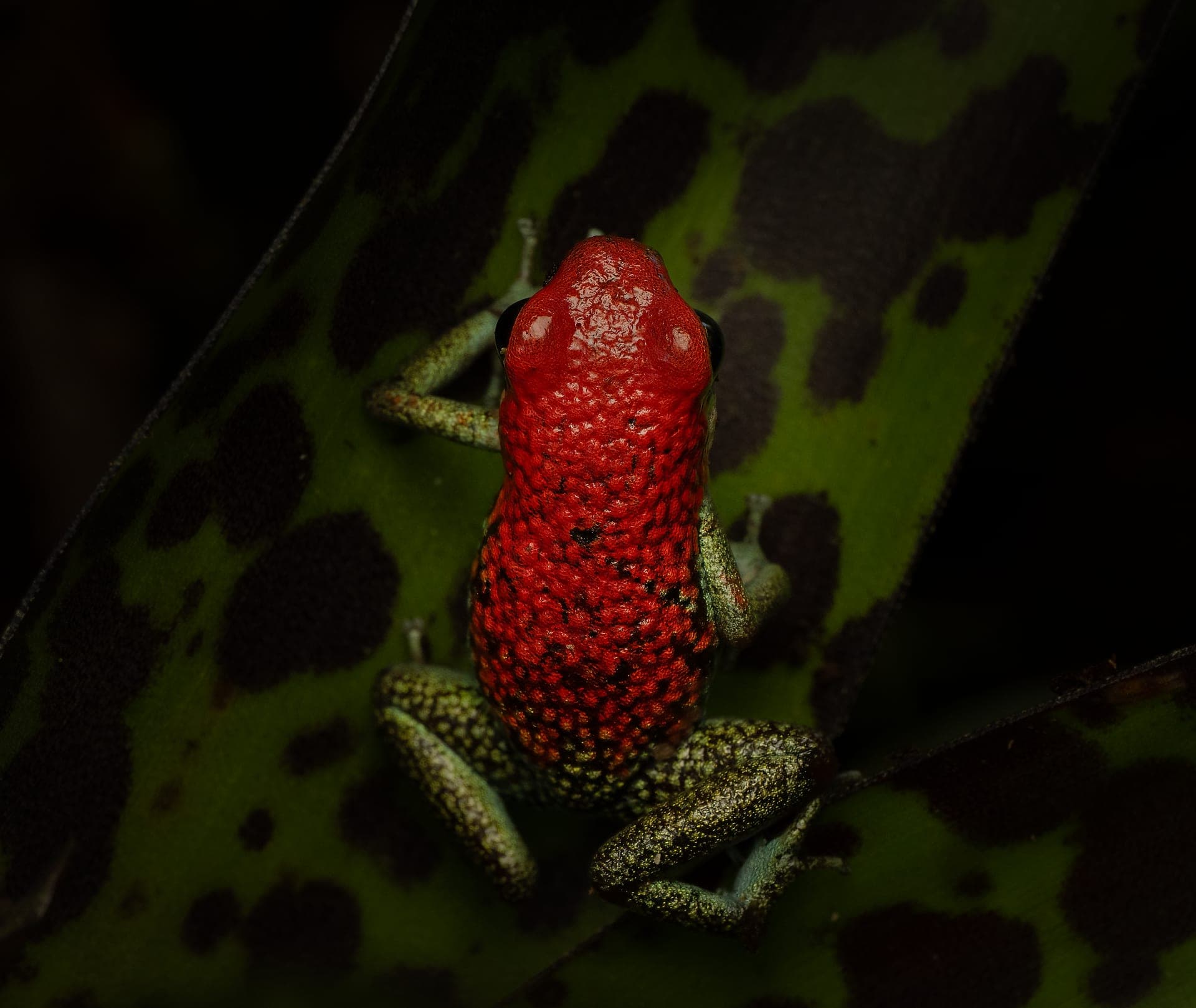 Granular poison dart frog, macro photograph from the osa peninsula