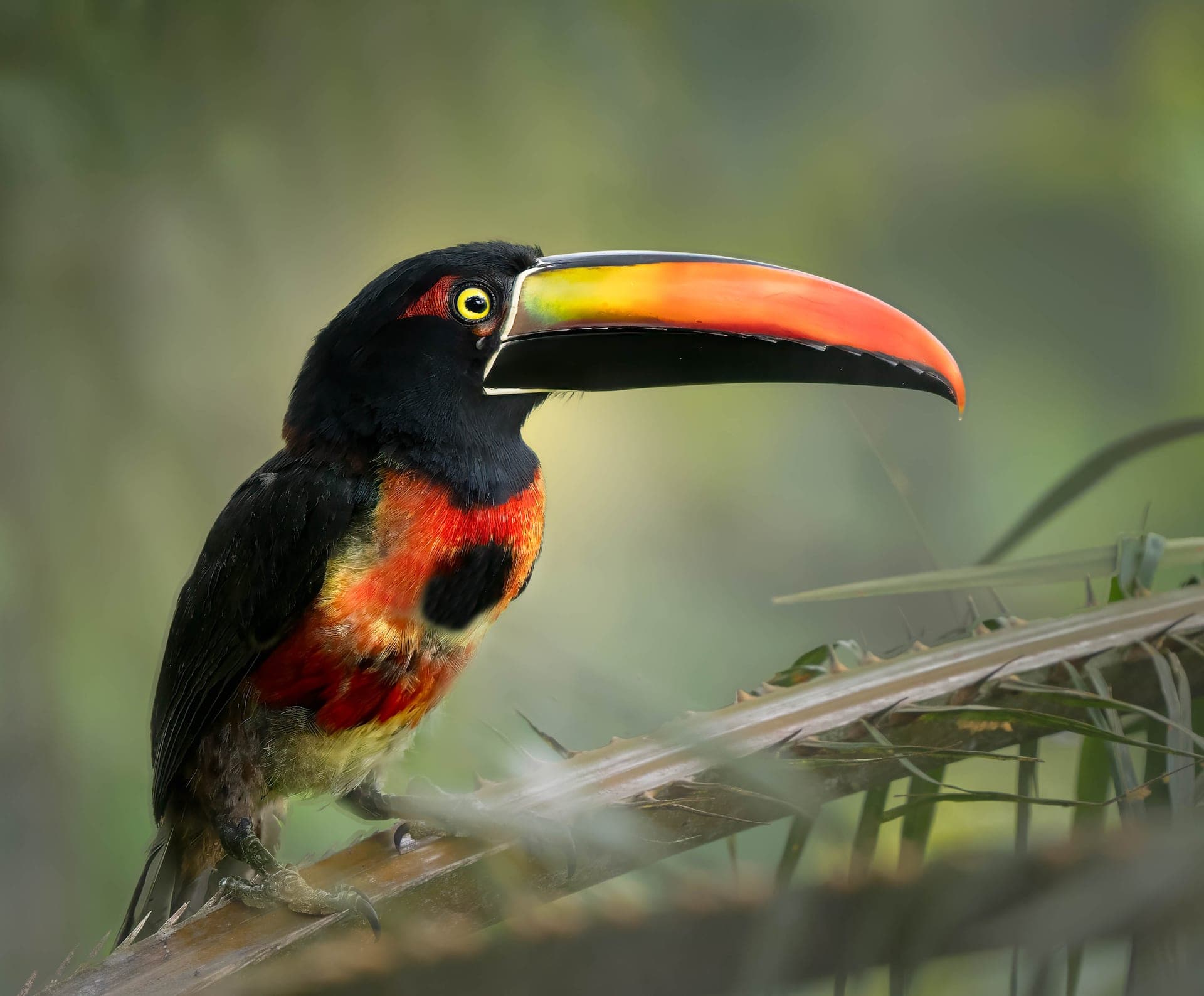 Fiery-billed aracari in rainforest canopy, osa peninsula, costa rica