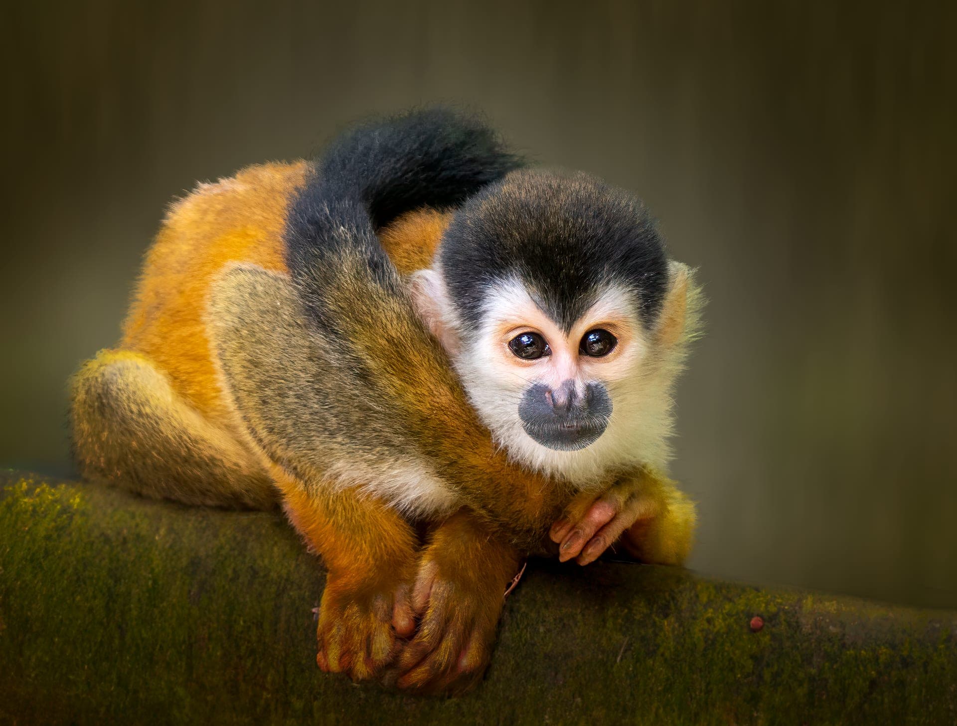 Squirrel monkey in tropical rainforest, osa peninsula, costa rica