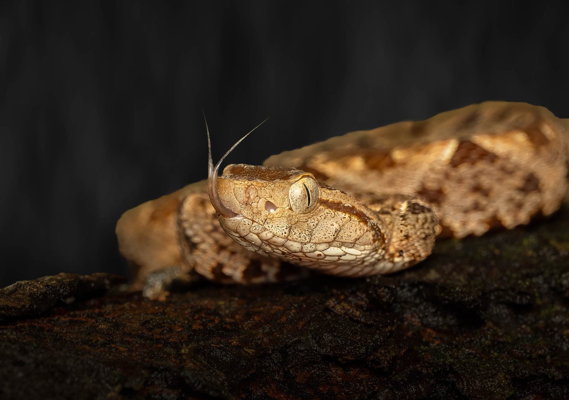 Fer-de-lance snake, macro photograph from the osa peninsula