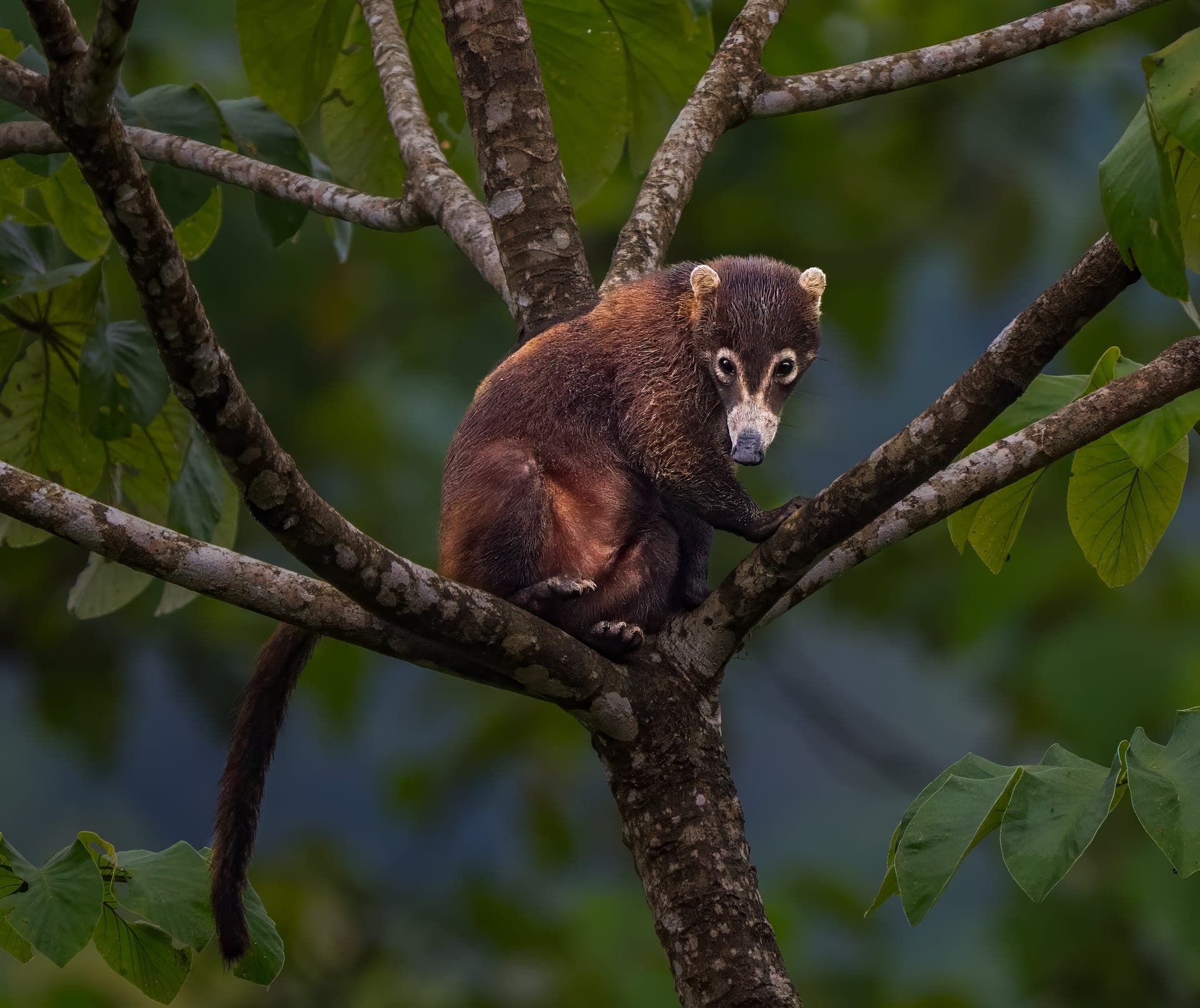 White-nosed coati in tropical rainforest, osa peninsula, costa rica