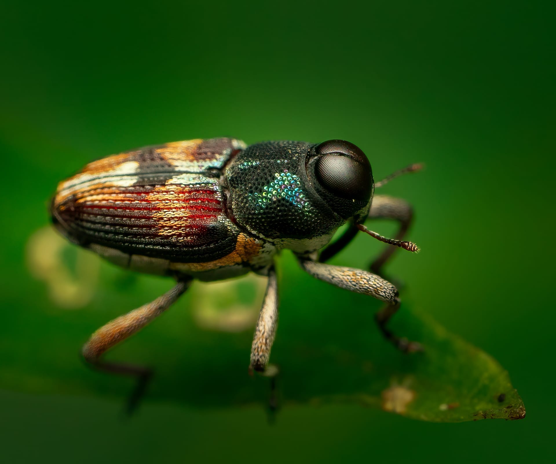 Macro World — wildlife photography workshop in Costa Rica's Osa Peninsula