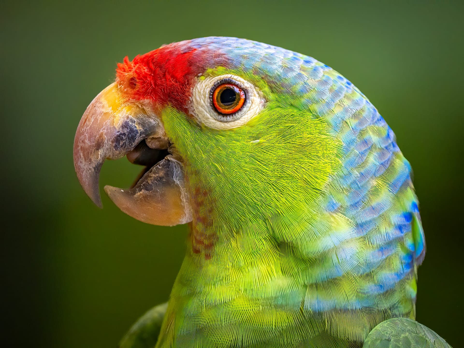 Red-lored parrot in rainforest canopy, osa peninsula, costa rica