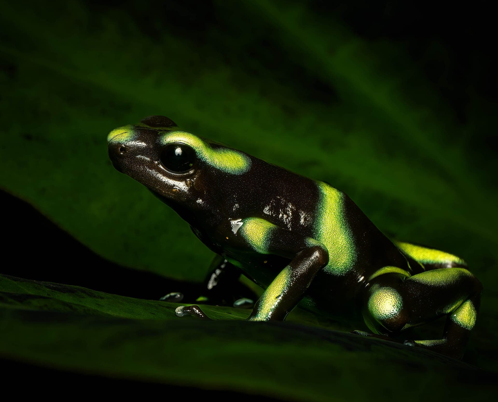 Green and black poisonon dart frog, macro photograph from the osa peninsula
