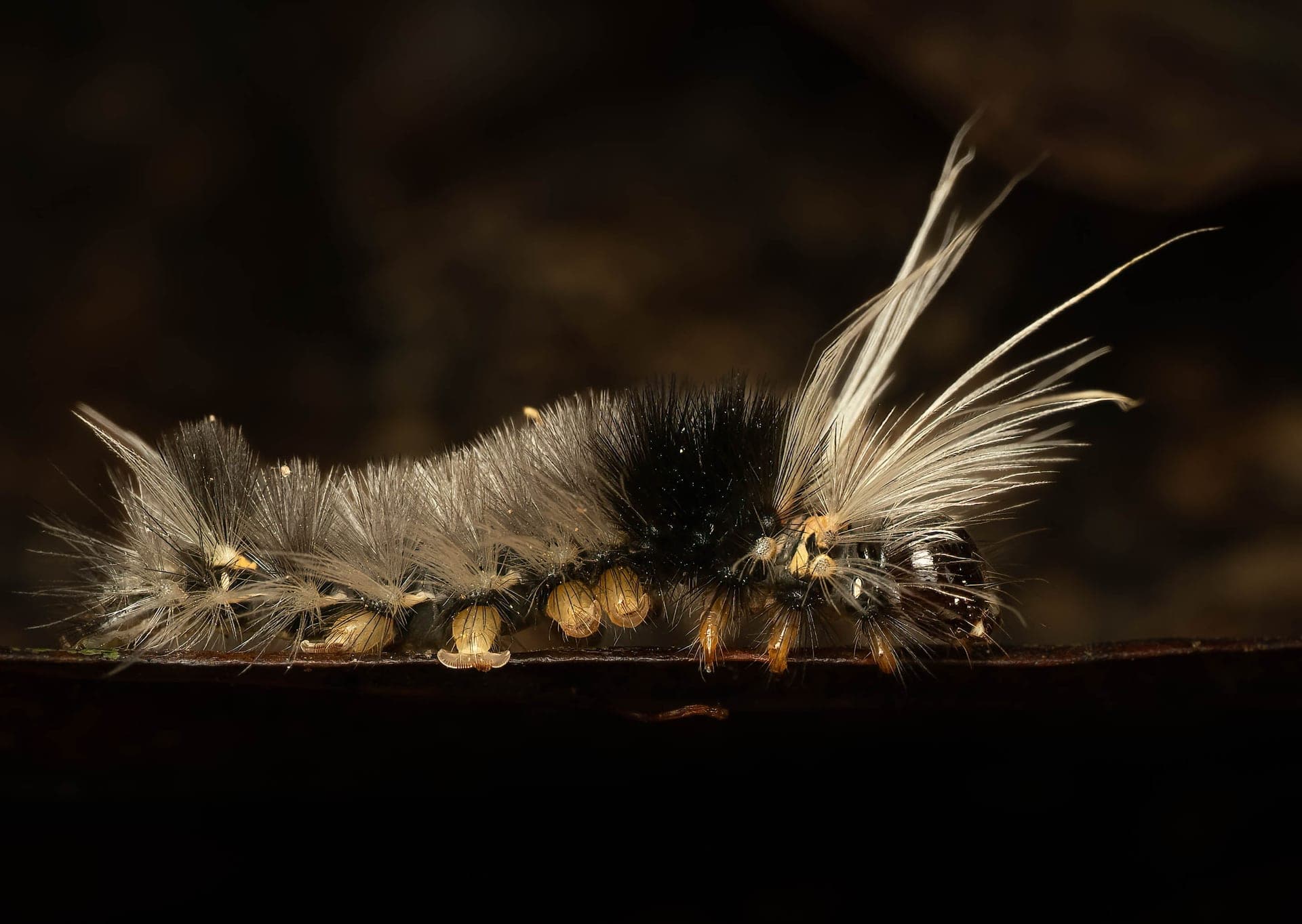 Caterpillar, macro photograph from the Osa Peninsula
