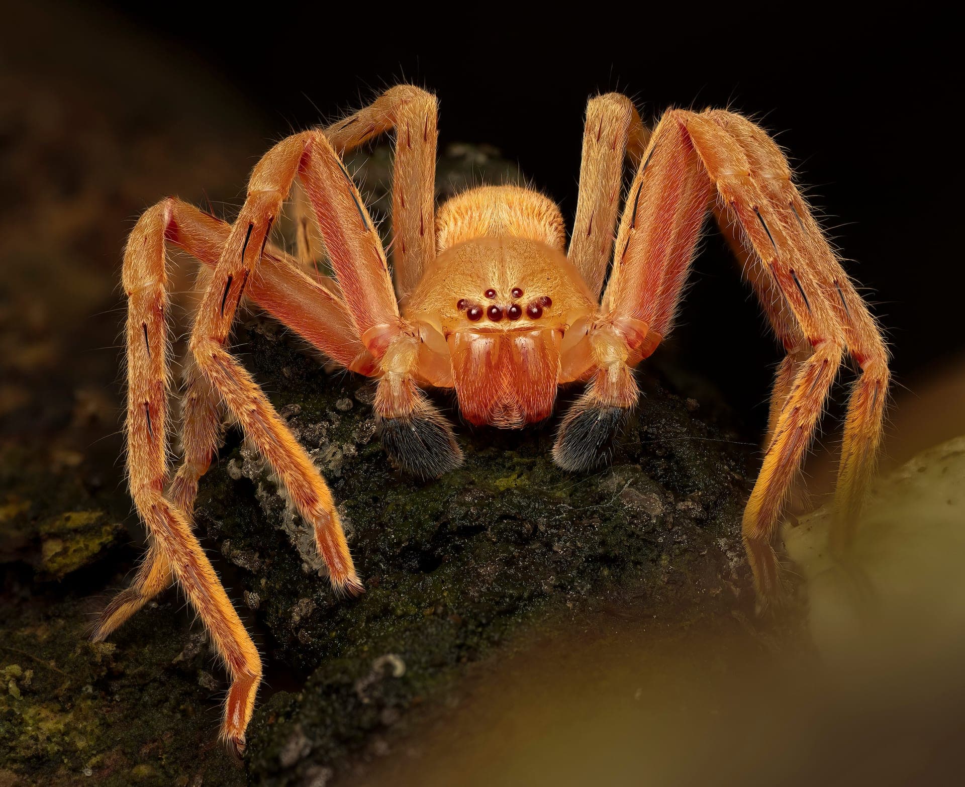 Spider, macro photograph from the Osa Peninsula
