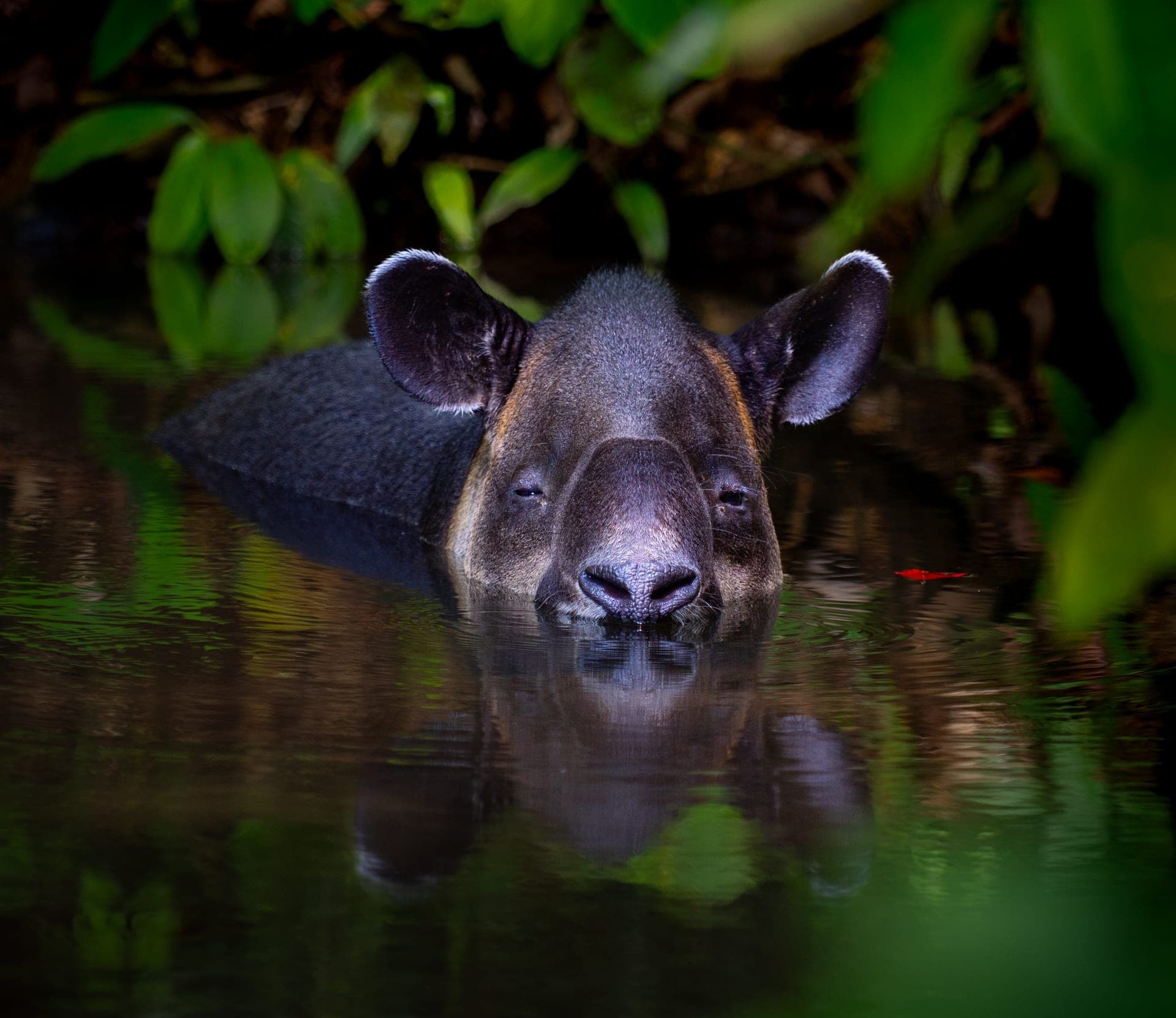 Tapir in water, osa peninsula, costa rica